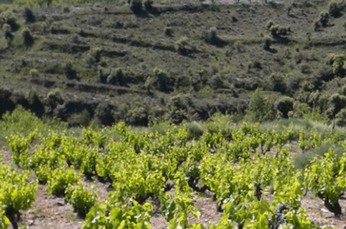 Der Tipp zu den Feiertagen: <strong>Spitzenweine aus der Rioja</strong>